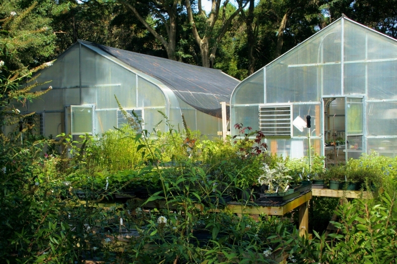 pepiniere-TOURETTE DU CHATEAU-min_greenhouse-60830